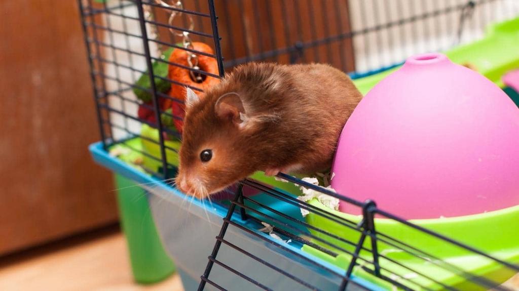 lồng hamster
