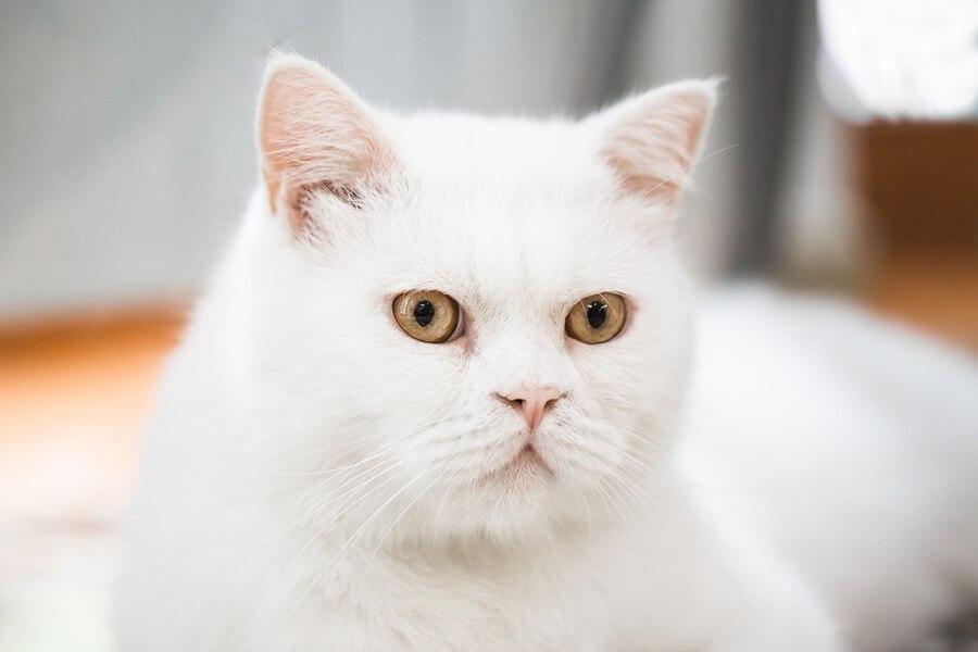 Mèo Anh lông ngắn bên bát cơm