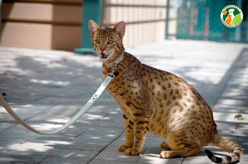 mèo Ashera quý hiếm
