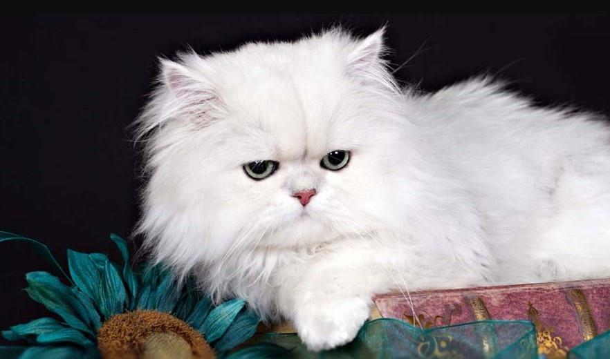mèo Ba Tư dễ thương