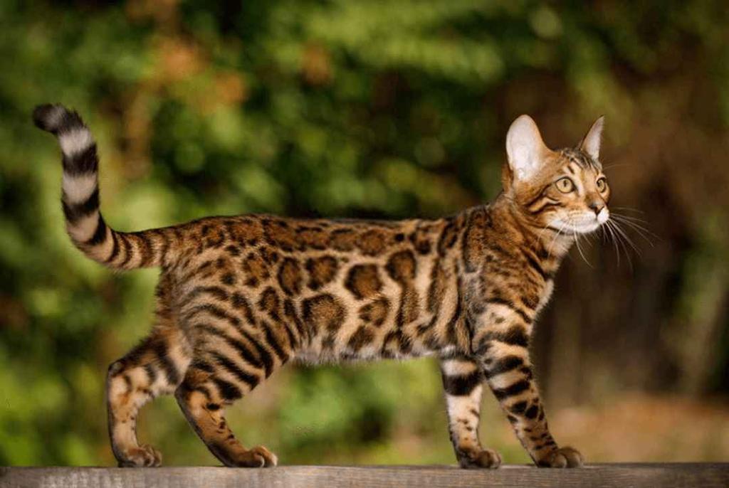 mèo Bengal năng động