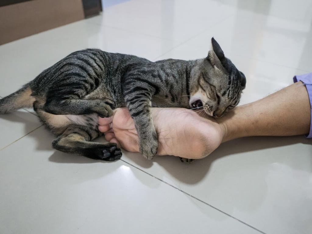 mèo cắn tay