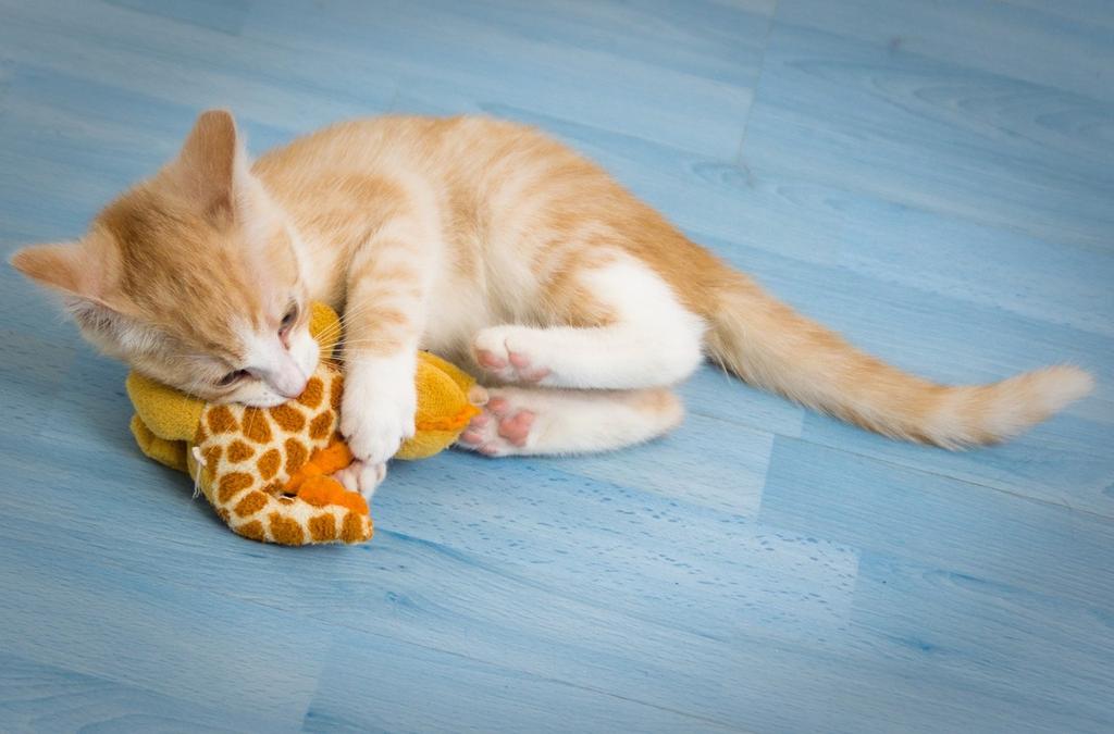 mèo chơi đồ chơi thư giãn
