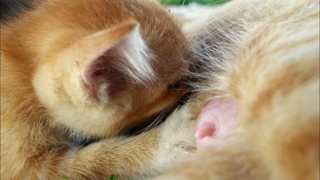 mèo con bú sữa