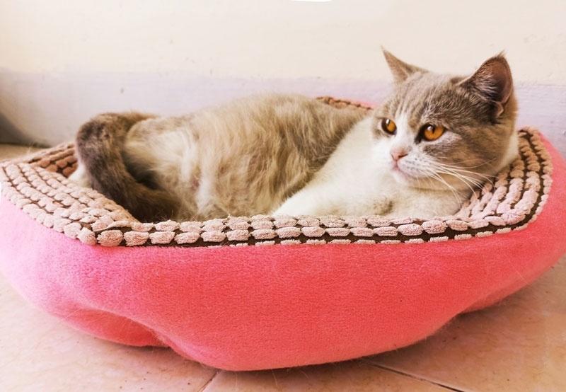 mèo con được giữ ấm trong ổ