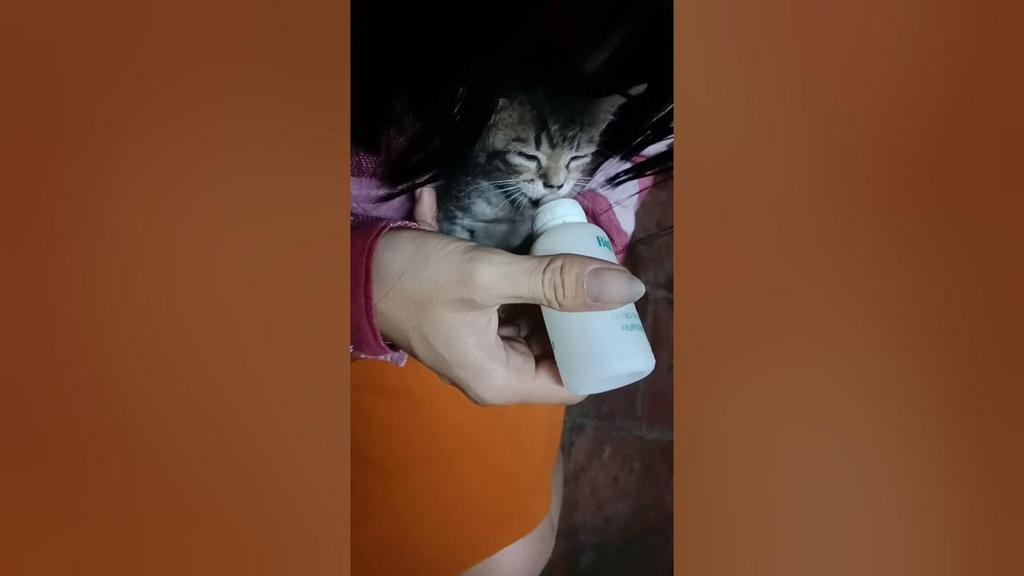 mèo con mồ côi đang bú sữa
