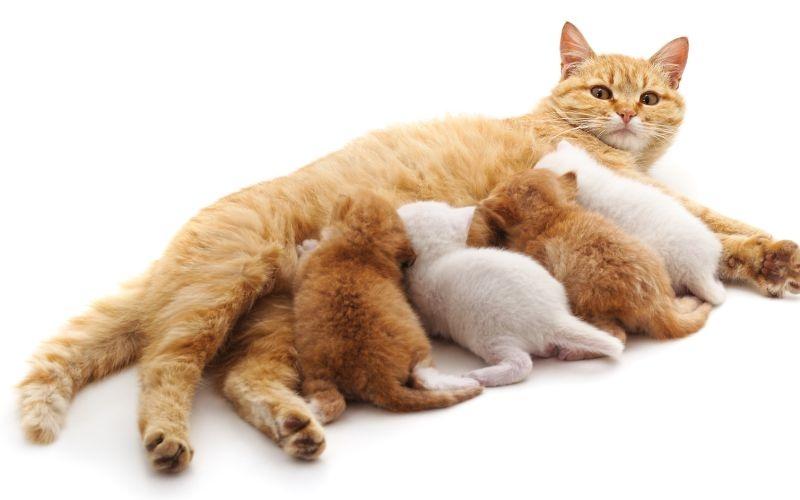 mèo con mới sinh