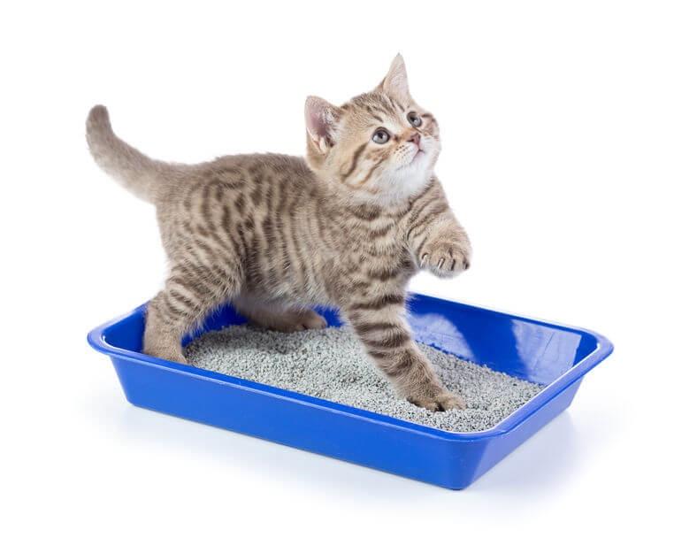 mèo con sơ sinh vệ sinh