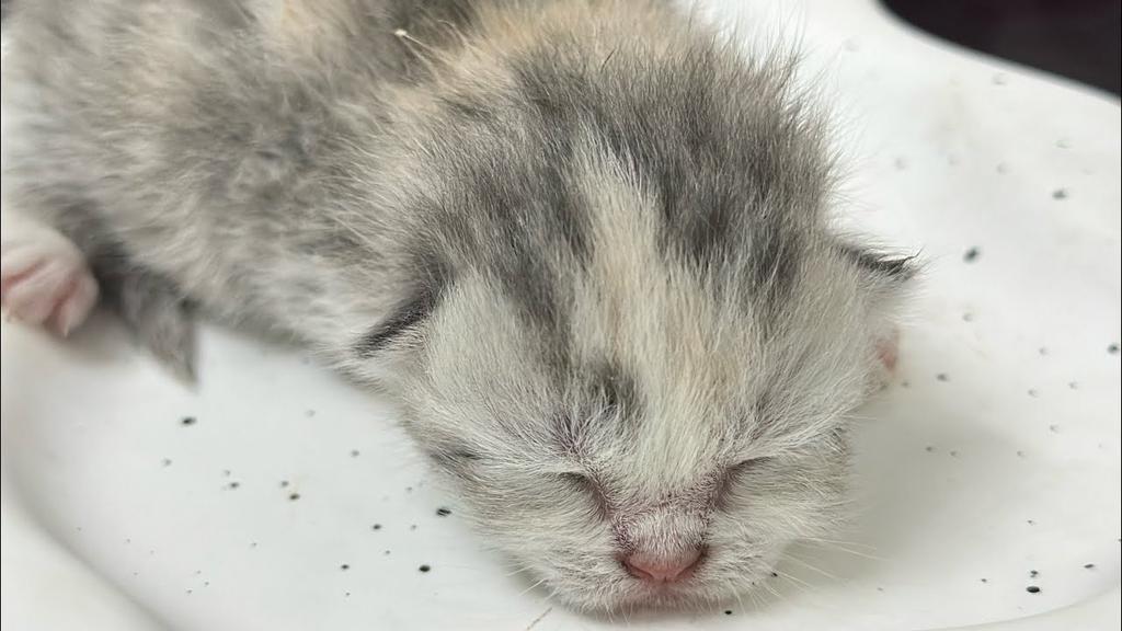 mèo con sơ sinh