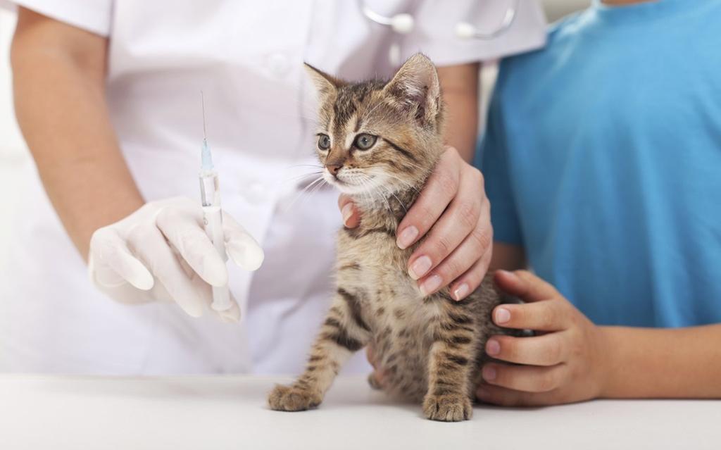 mèo đang được chăm sóc