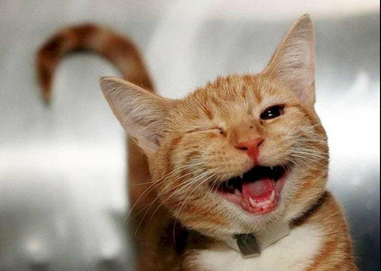 mèo đang nháy mắt