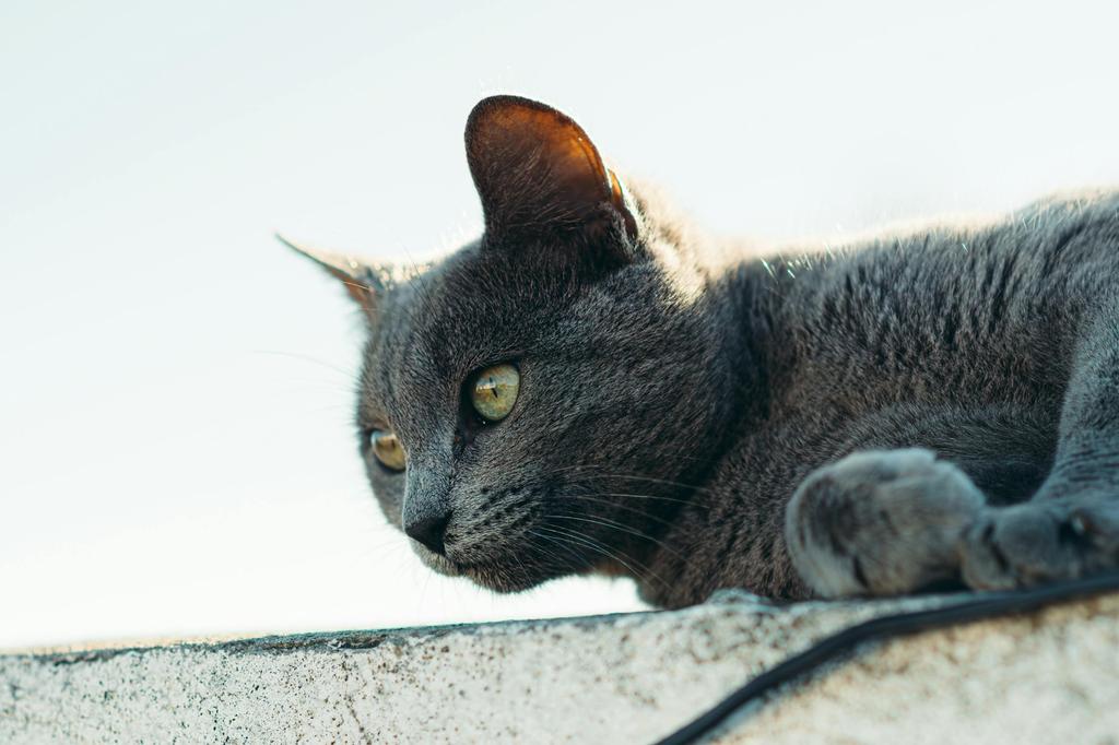 mèo đang thư giãn