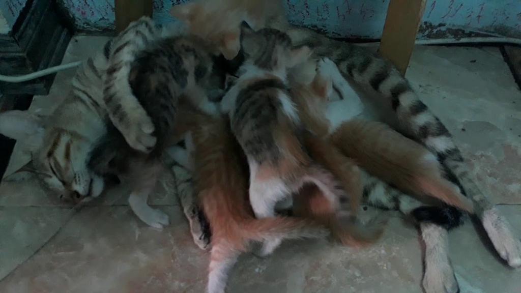 mèo đẻ nhau