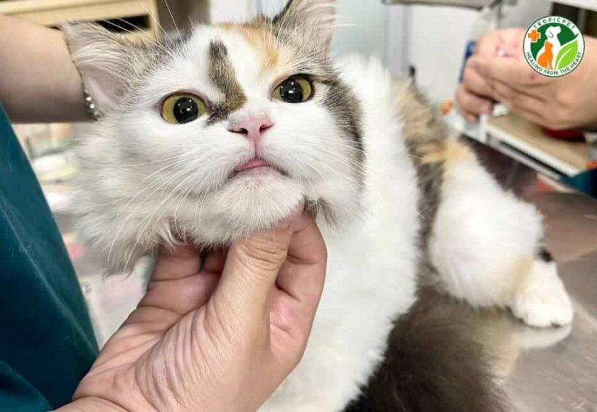 mèo đực chuẩn bị thiến