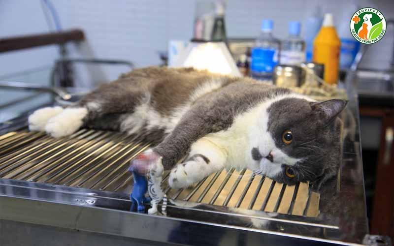 mèo đực trước thiến