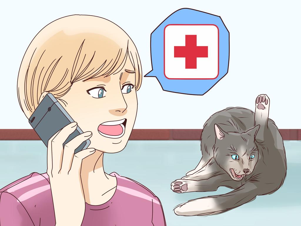 mèo được chăm sóc
