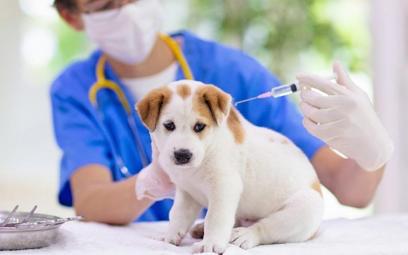 mèo được tiêm thuốc