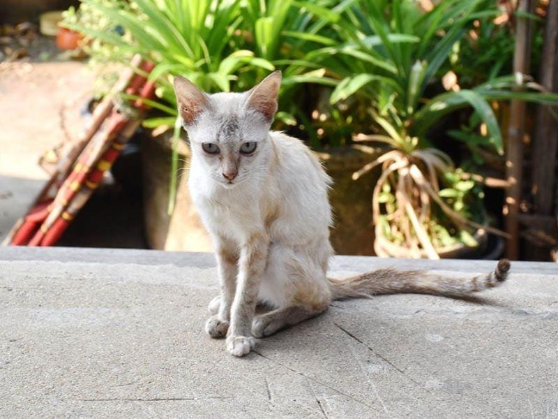 mèo gầy trước khi tăng cân