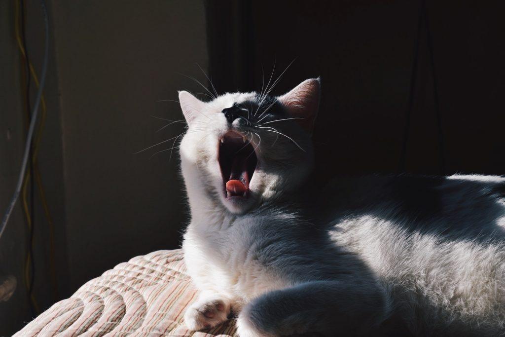 mèo kêu bất thường