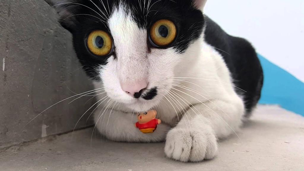 mèo kêu meo