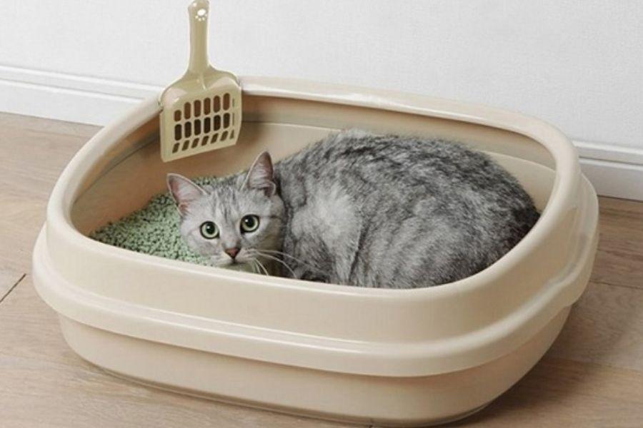 Mèo khám phá khay vệ sinh