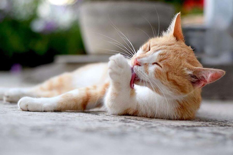 mèo khỏe mạnh với xương chắc