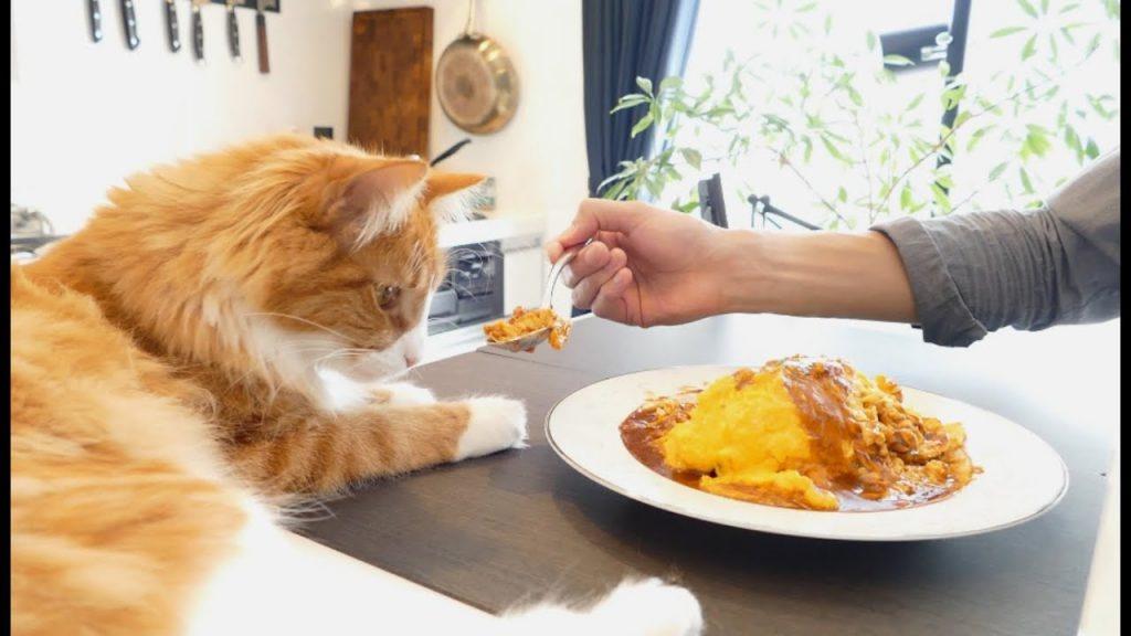 mèo lờ đờ bỏ ăn
