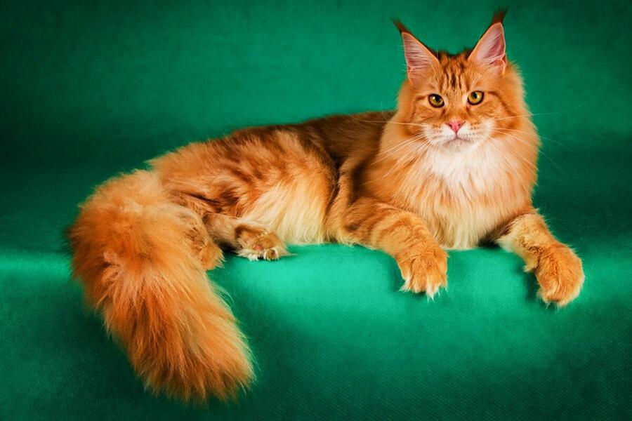Mèo Maine Coon hung hăng