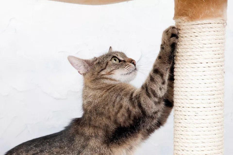 mèo mang thai các giai đoạn