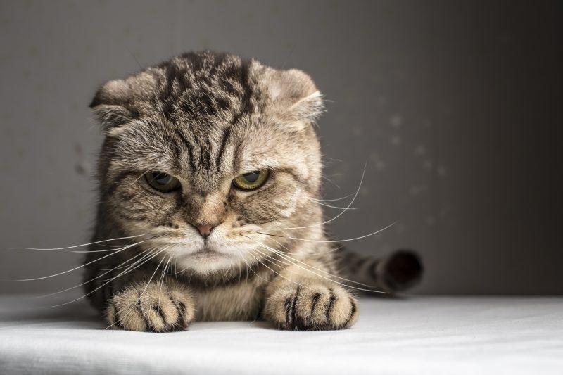 mèo mệt mỏi tiêu chảy