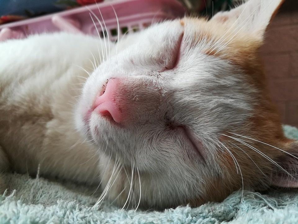Mèo ngủ cùng chủ