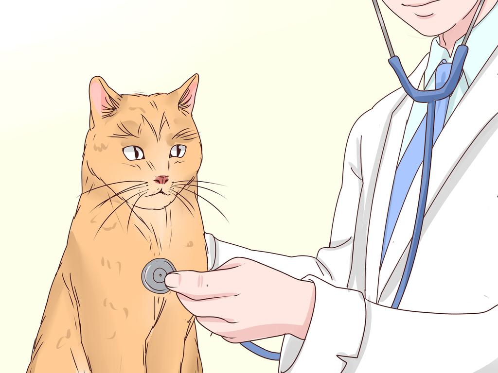 mèo ngủ với chủ