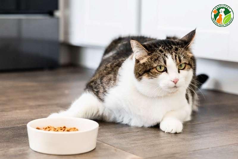Mèo nhịn đói