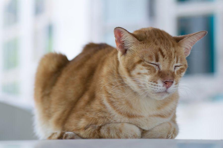 mèo ói bọt trắng