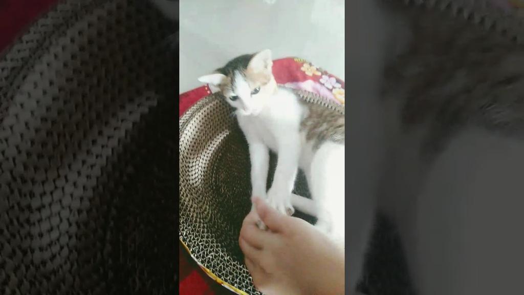 mèo sờ bụng