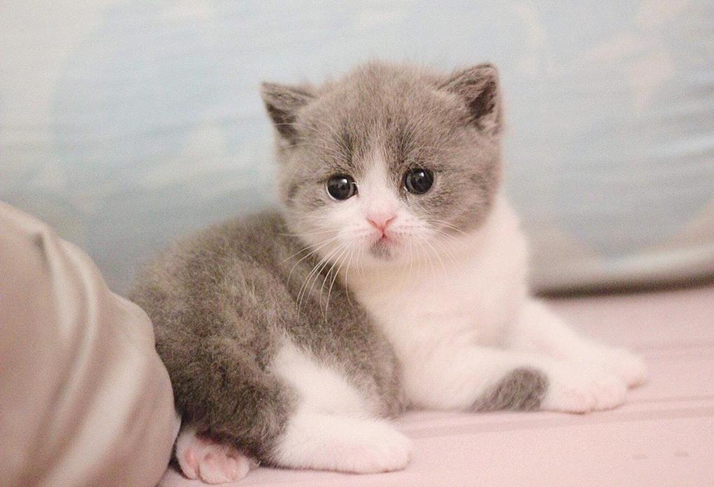 mèo ta theo độ tuổi