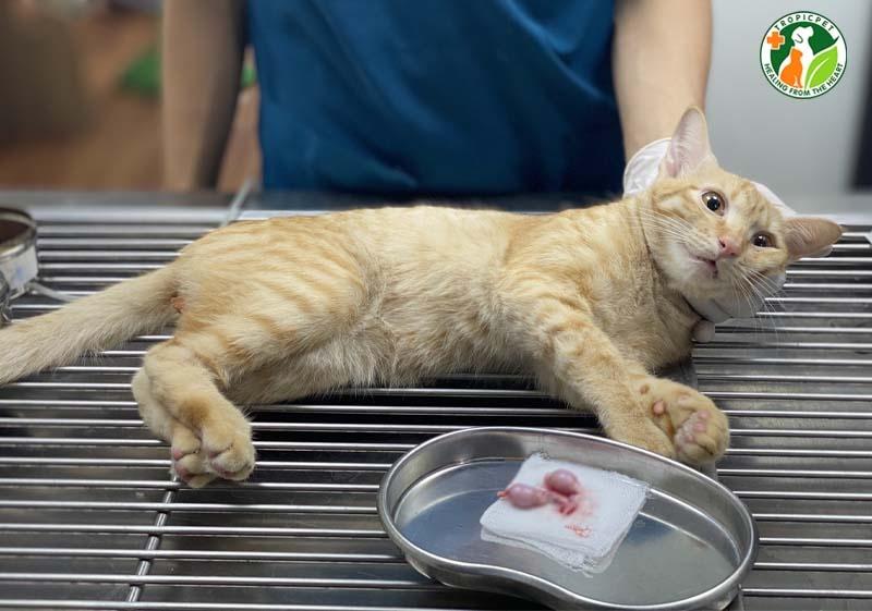 mèo triệt sản