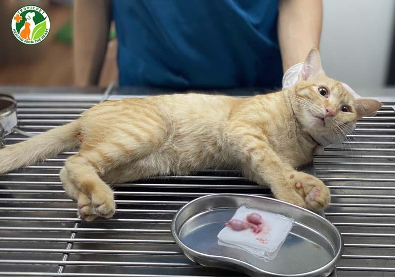 mèo triệt sản