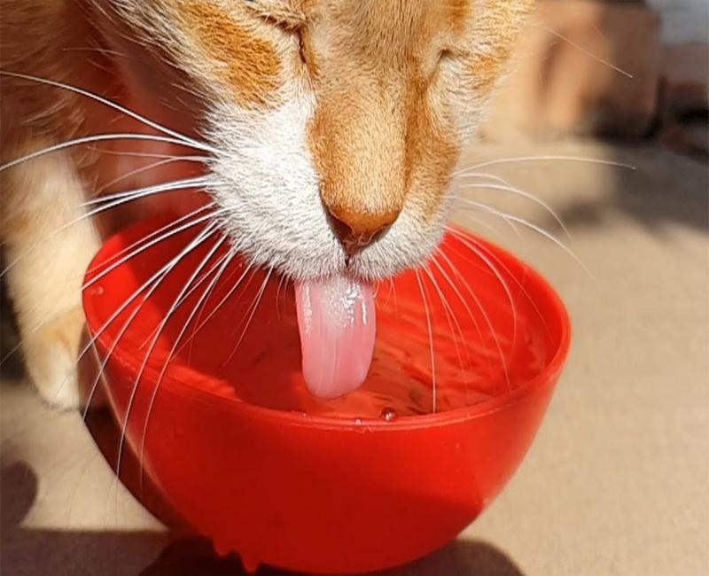 mèo uống nước nhiều