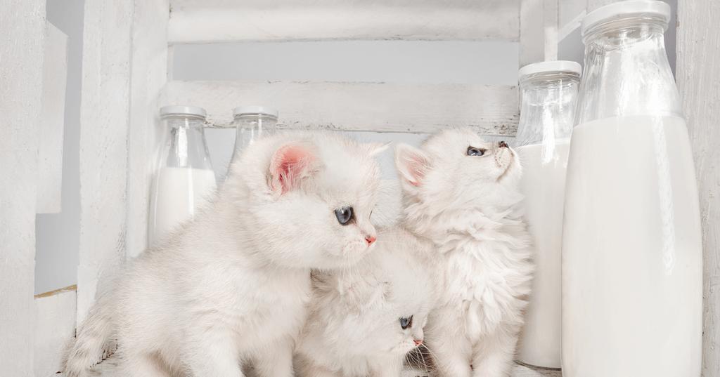 mèo uống sữa không đường