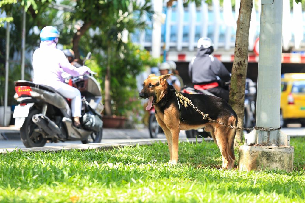 người bị chó cắn