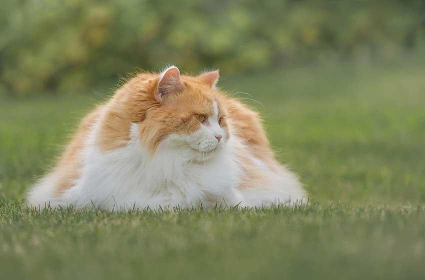 phân mèo màu vàng