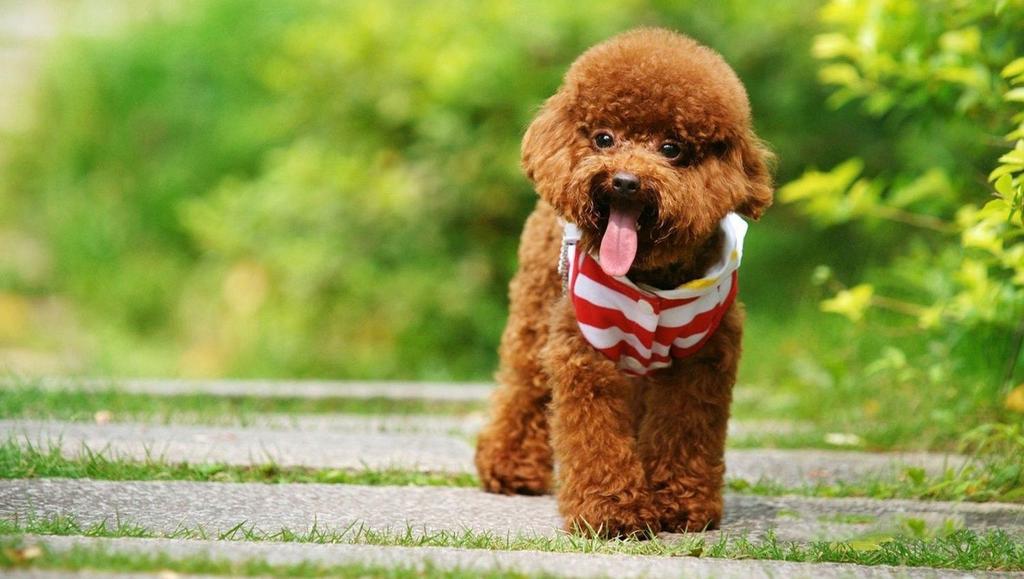 Poodle dễ thương