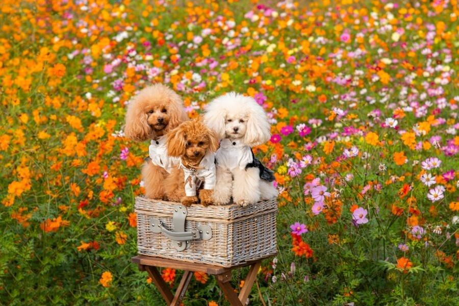 poodle xoăn tít