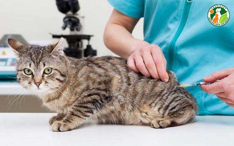 quy trình phẫu thuật triệt sản mèo