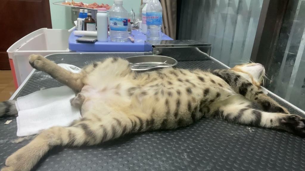 quy trình thiến mèo