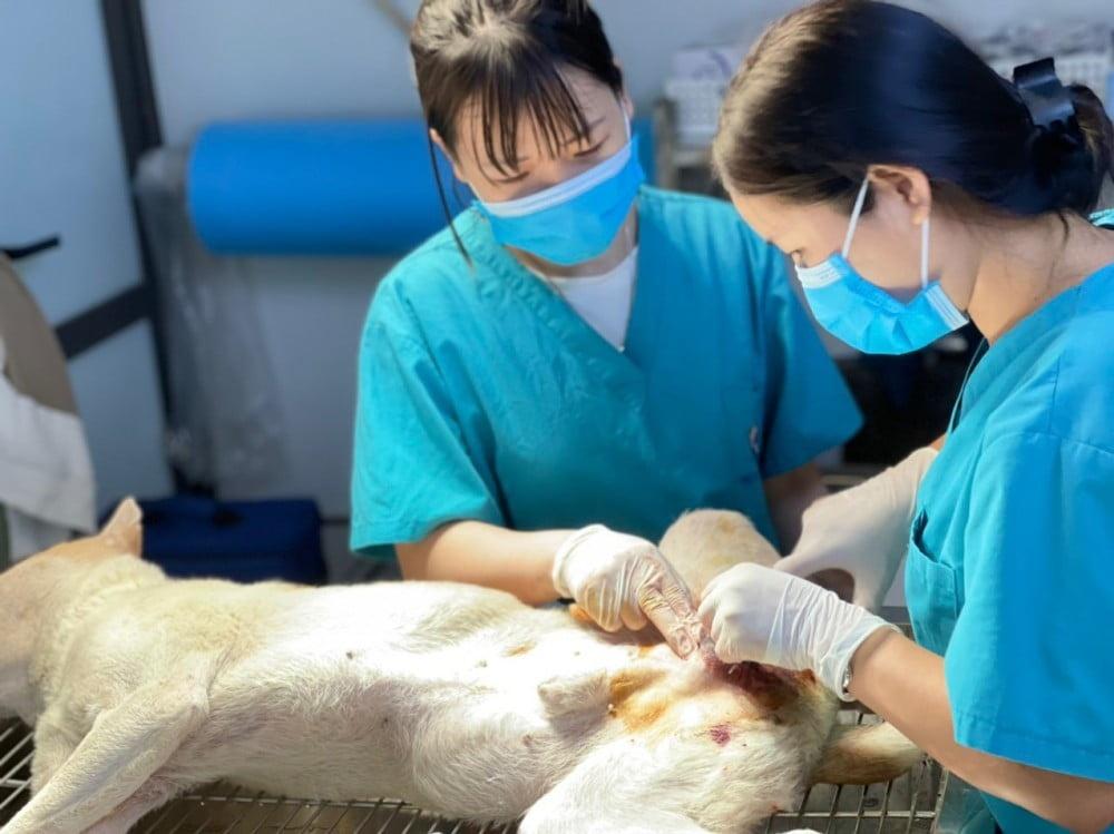 quy trình triệt sản chó