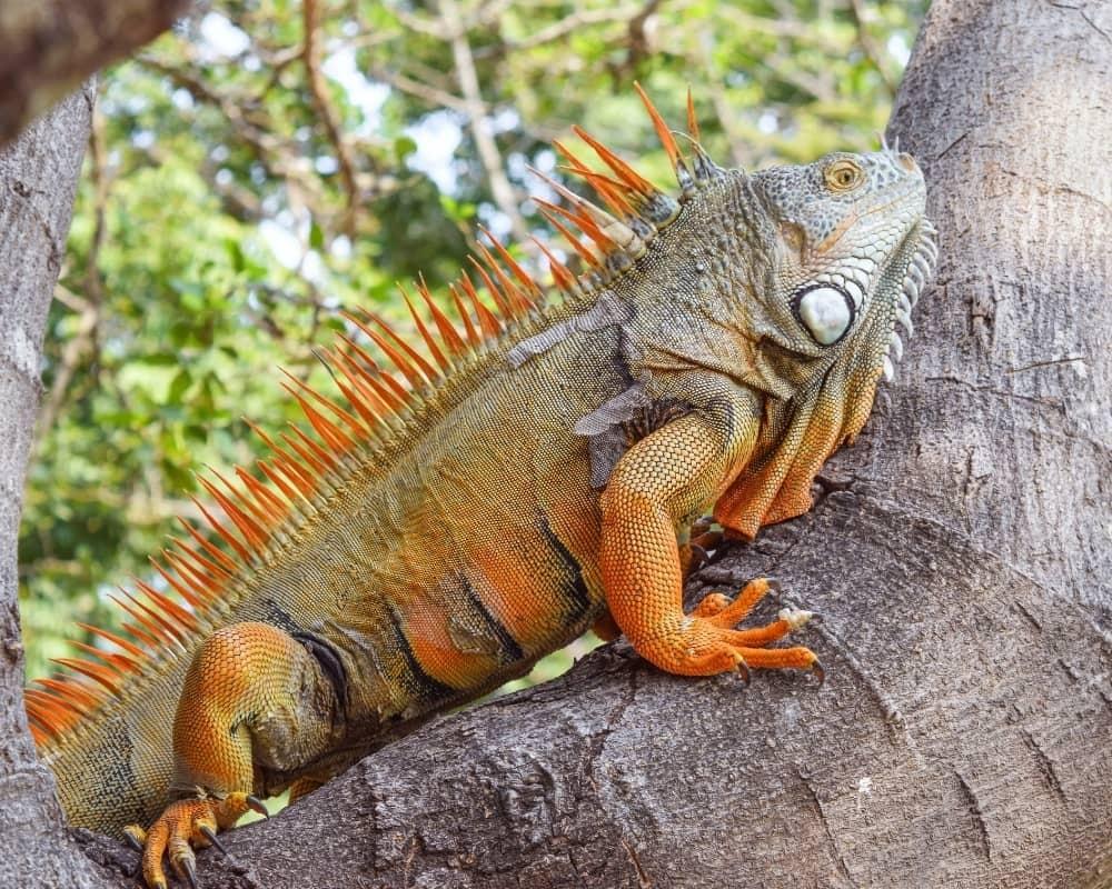 rồng Nam Mỹ trong môi trường tự nhiên