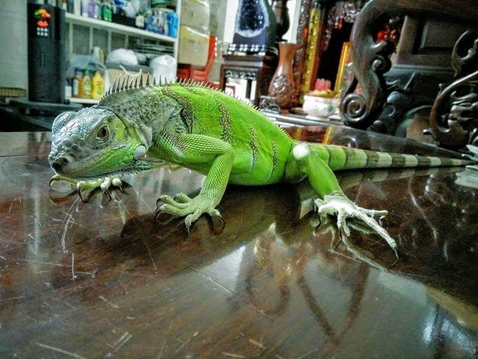 rồng nam mỹ xanh lá