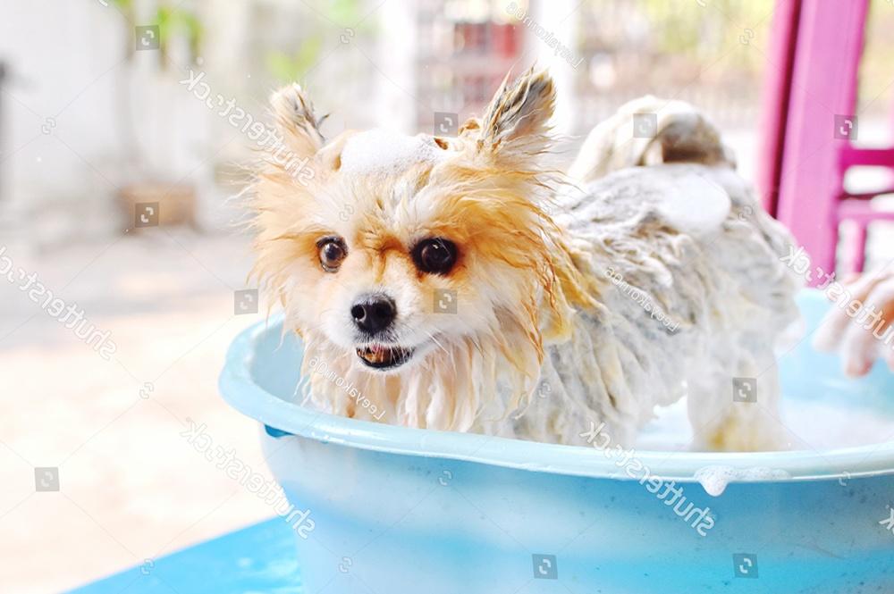 tắm chó bằng nước rửa chén